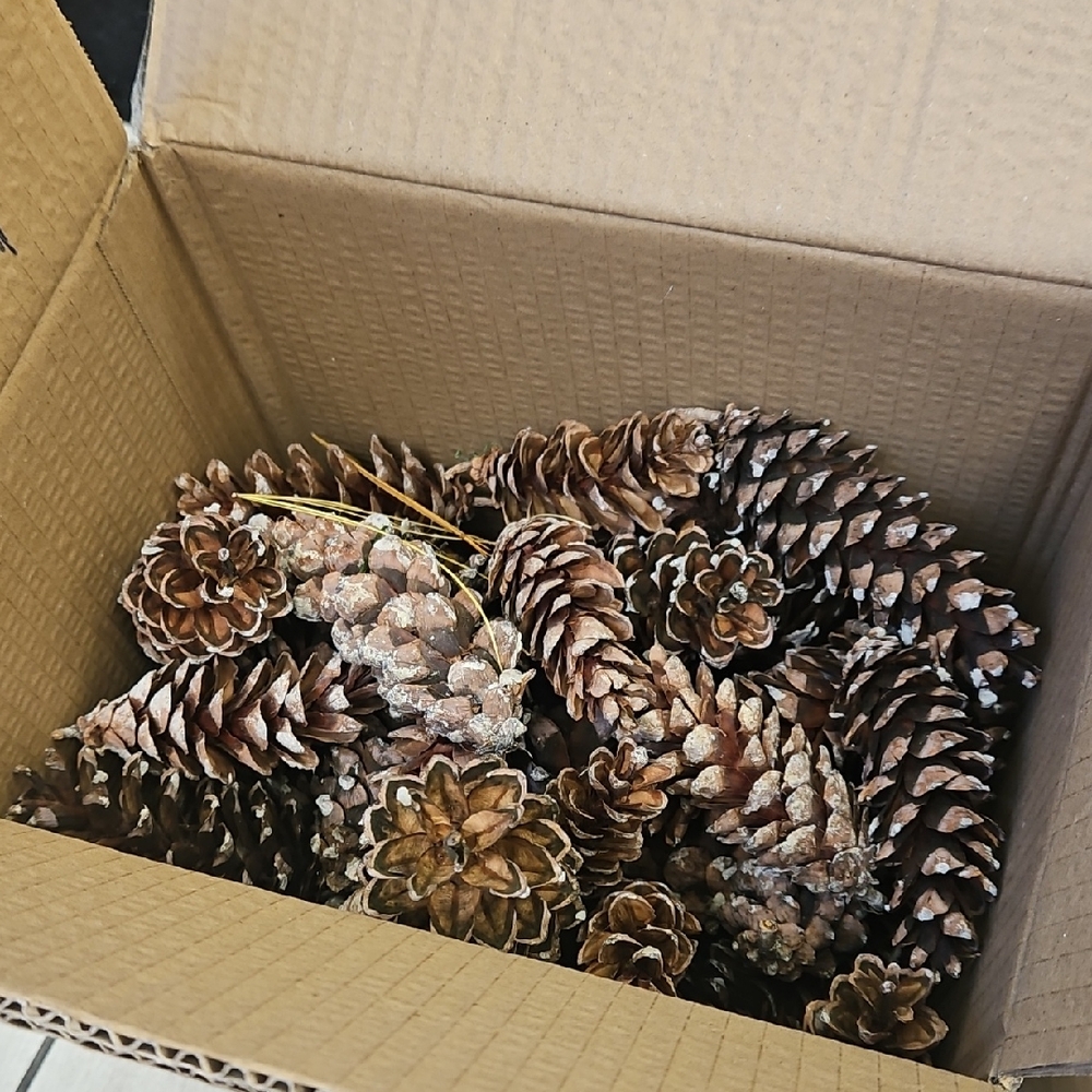 Pine Cones (QTY 60) FRESH OFF THE TREE FROM WESTCHESTER NY. Various Sizes